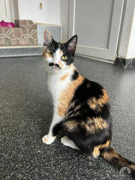 Katzen Ausland