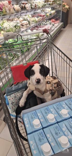 Hunde Schweiz