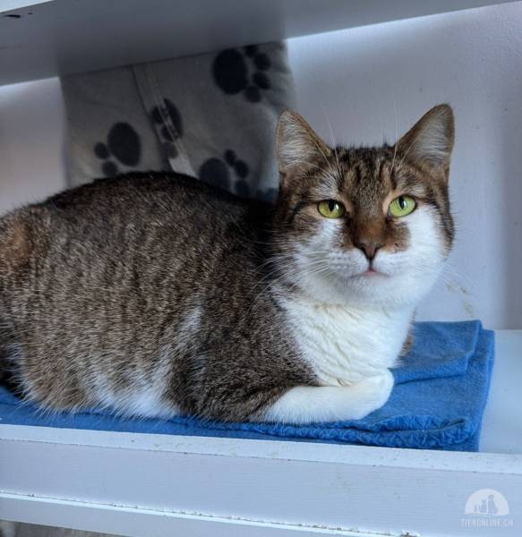 Katzen Ausland