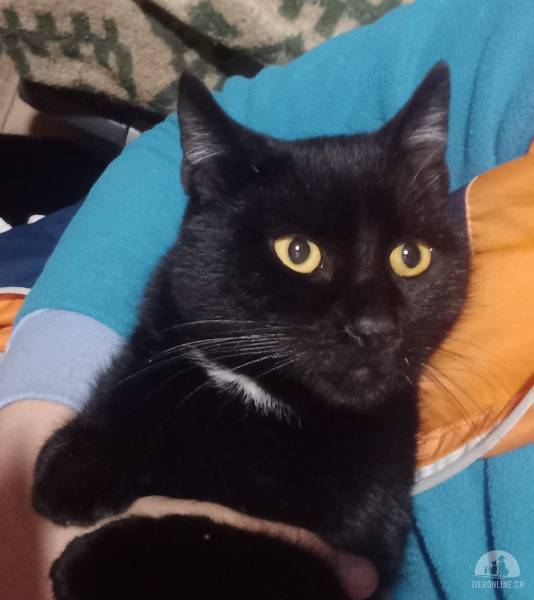 Katzen Ausland