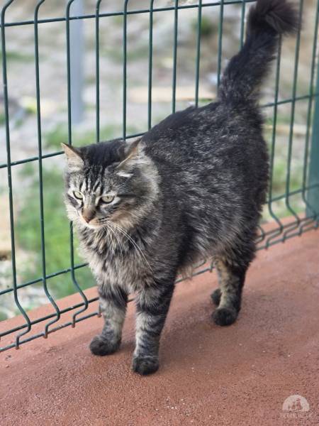 Katzen Ausland