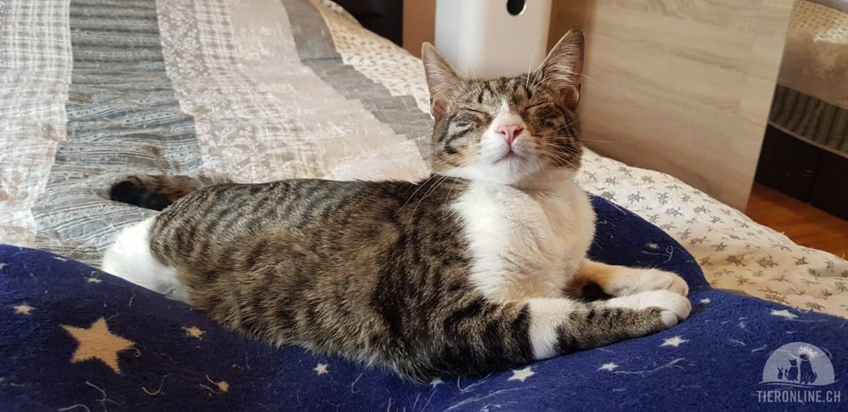 Katzen Ausland