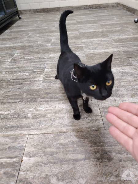 Katzen Ausland