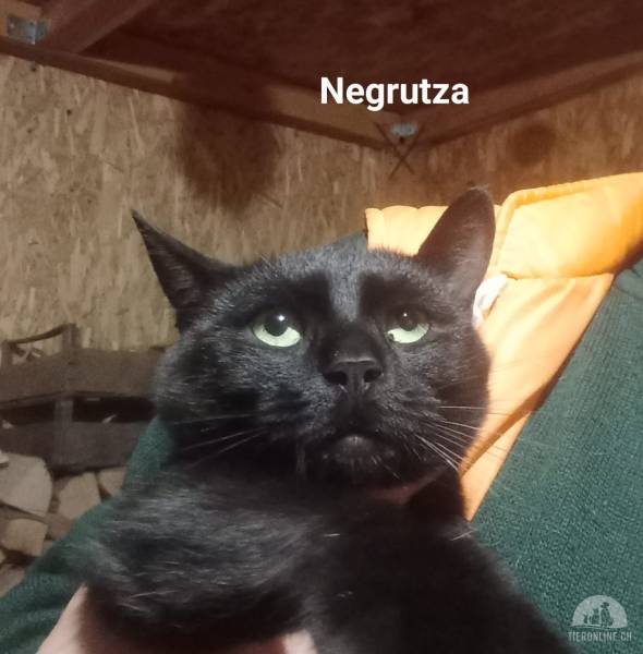 Katzen Ausland