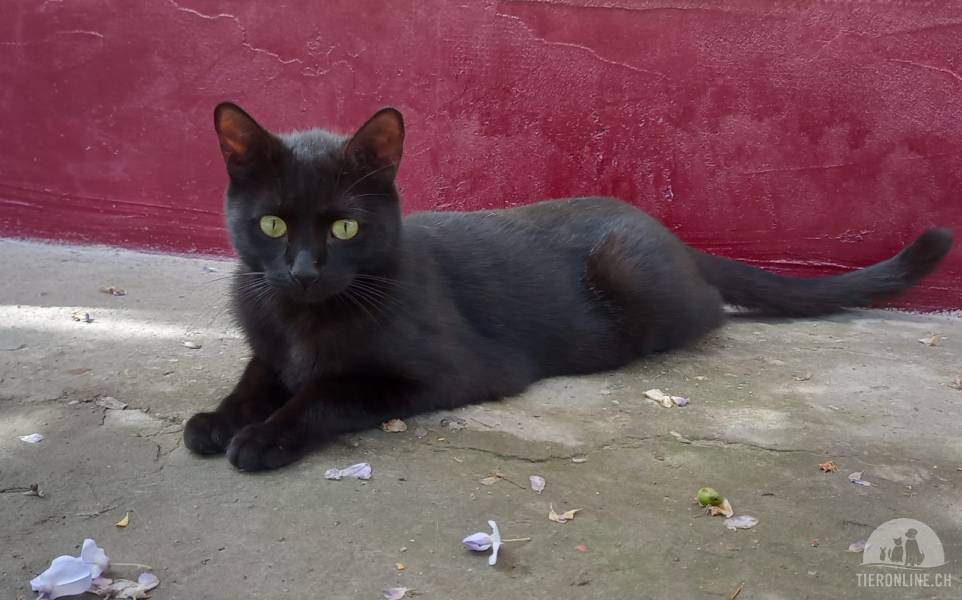 Katzen Ausland