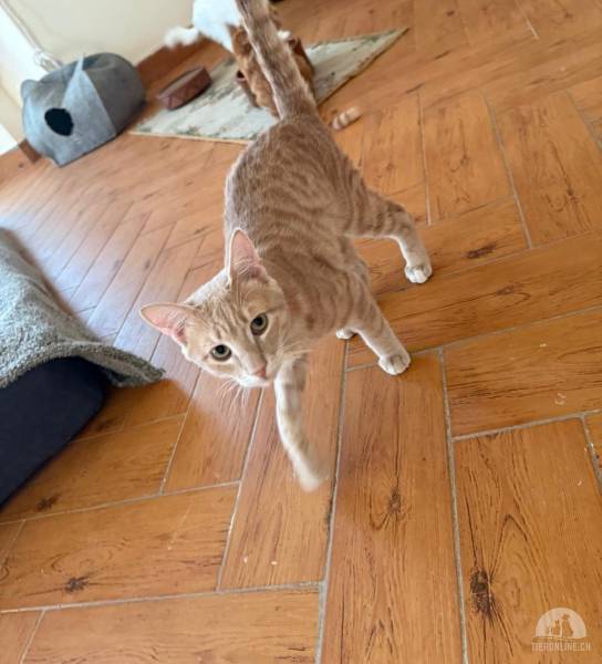 Katzen Schweiz