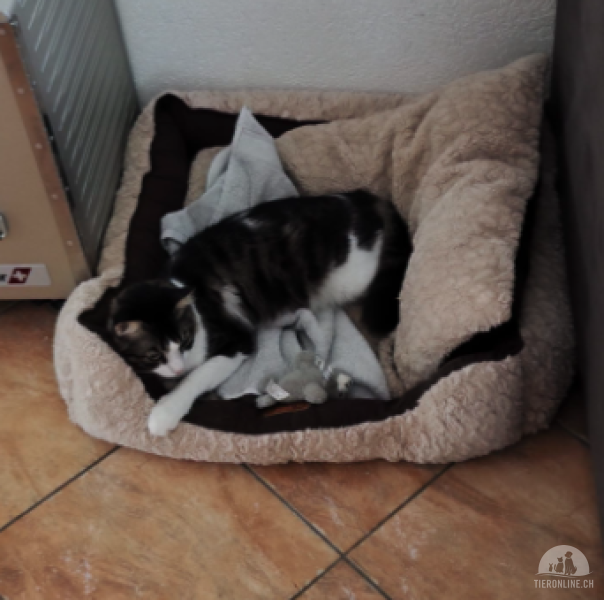 Katzen Schweiz
