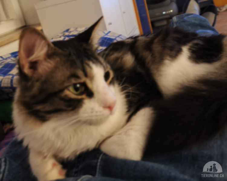 Katzen Schweiz