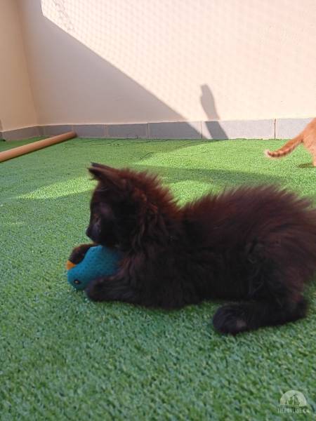 Katzen Ausland