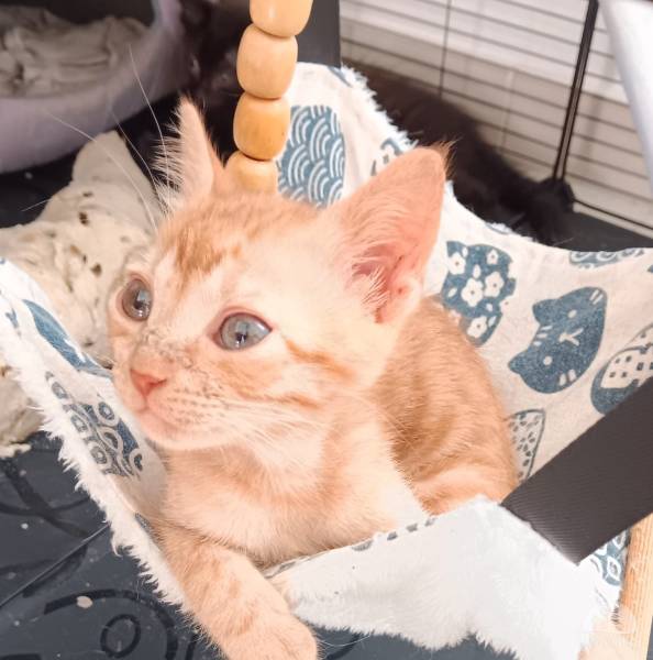 Katzen Ausland