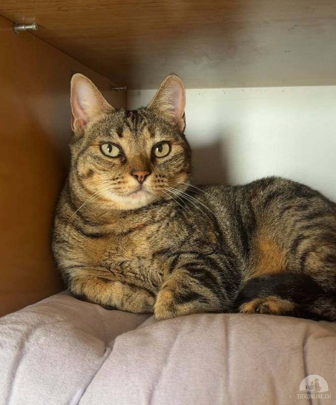 Ruhepol auf vier Pfoten: Liebe Tigerkatze sucht ihren lebenslangen Lieblingsplatz