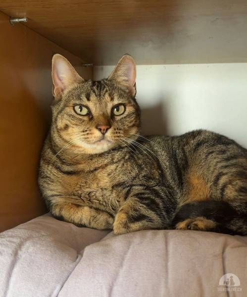 Katzen Ausland