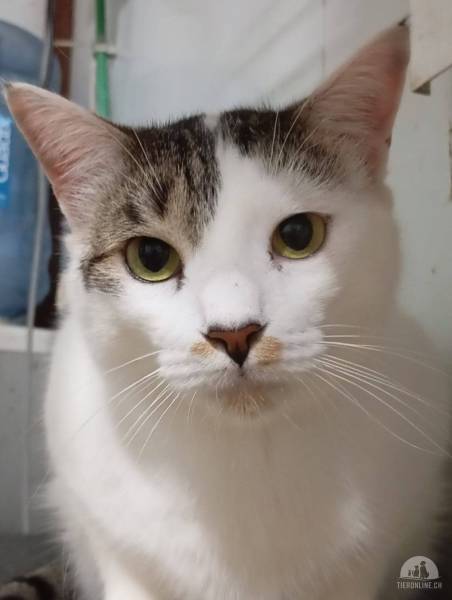 Katzen Ausland
