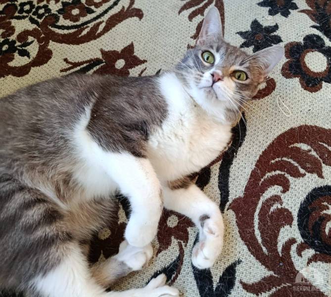 Katzen Ausland