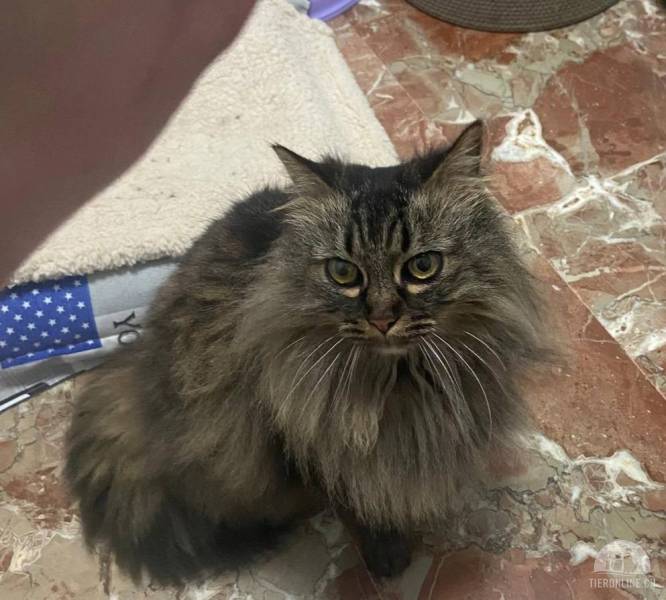Katzen Ausland