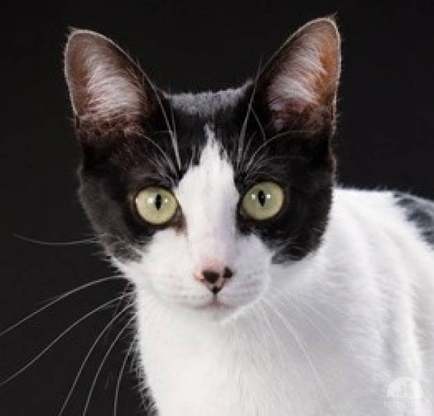 Katzen Ausland