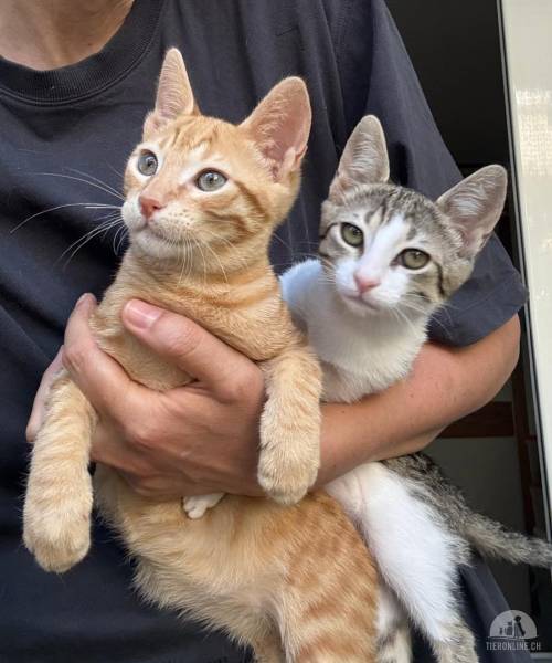 Katzen Ausland