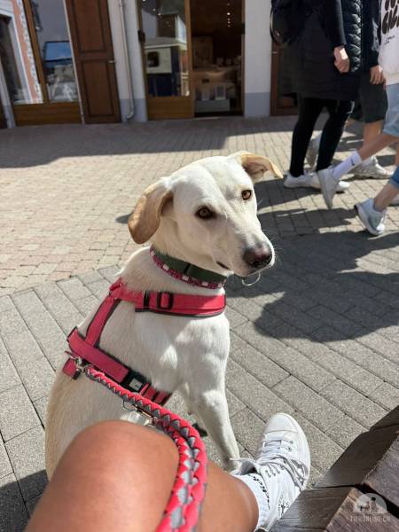 Hunde Schweiz