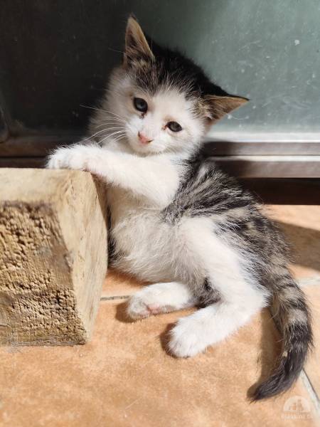 Katzen Ausland