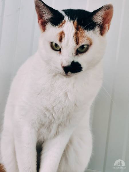Katzen Ausland