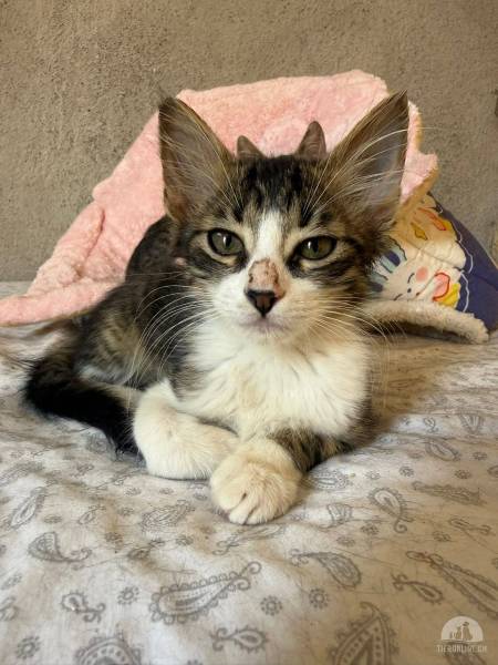Katzen Ausland