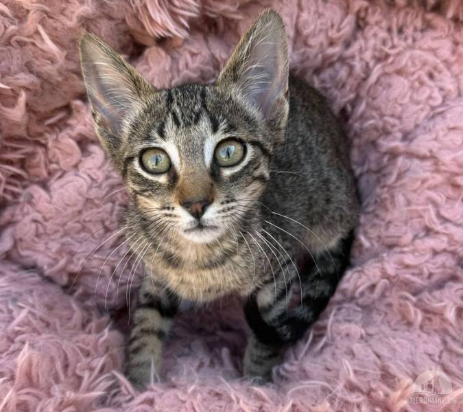 Katzen Ausland