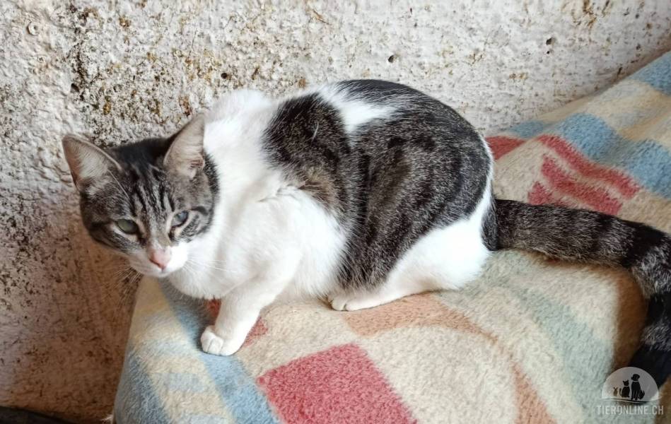Katzen Ausland