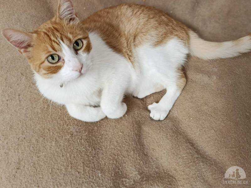 Katzen Ausland