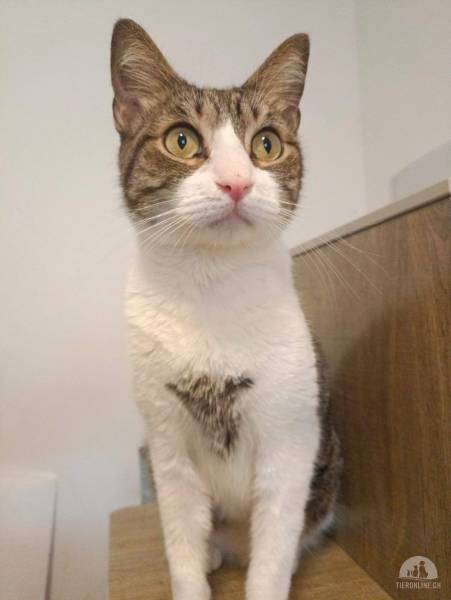 Katzen Ausland