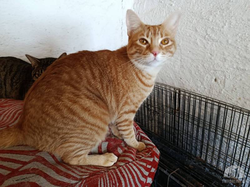Katzen Ausland