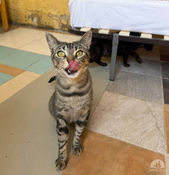 Katzen Ausland