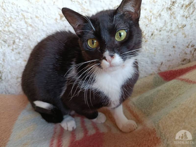 Katzen Ausland