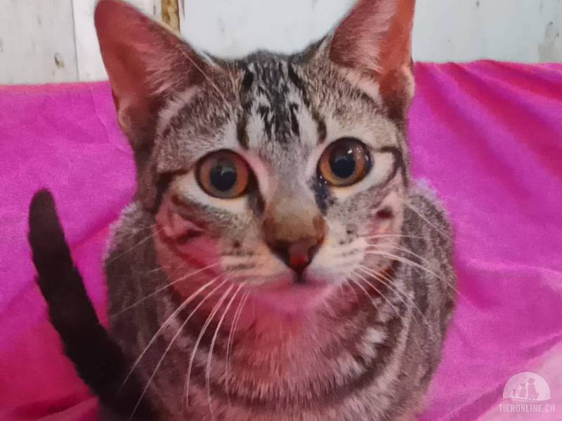 Katzen Ausland