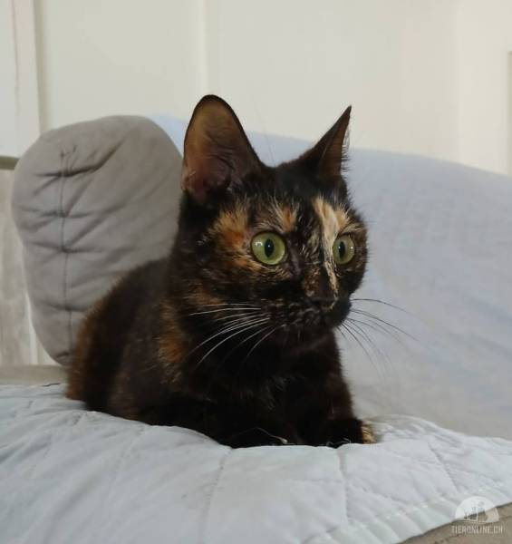 Katzen Ausland