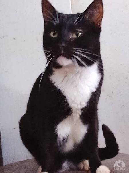 Katzen Ausland
