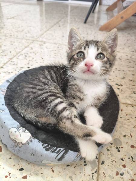 Katzen Ausland