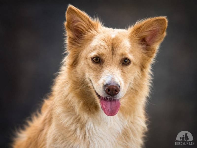Hunde Ausland