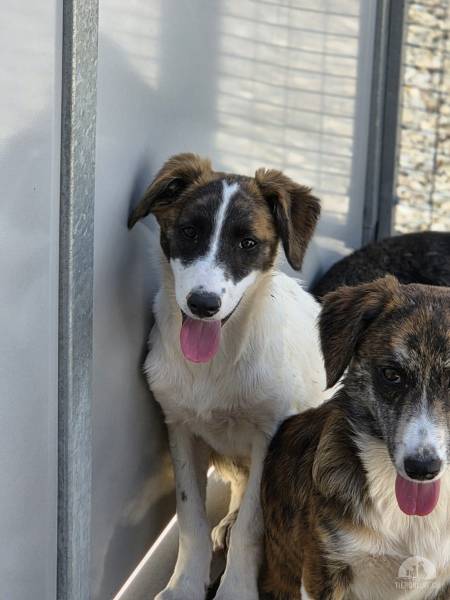 Hunde Schweiz