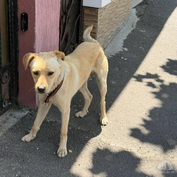 Hunde Ausland