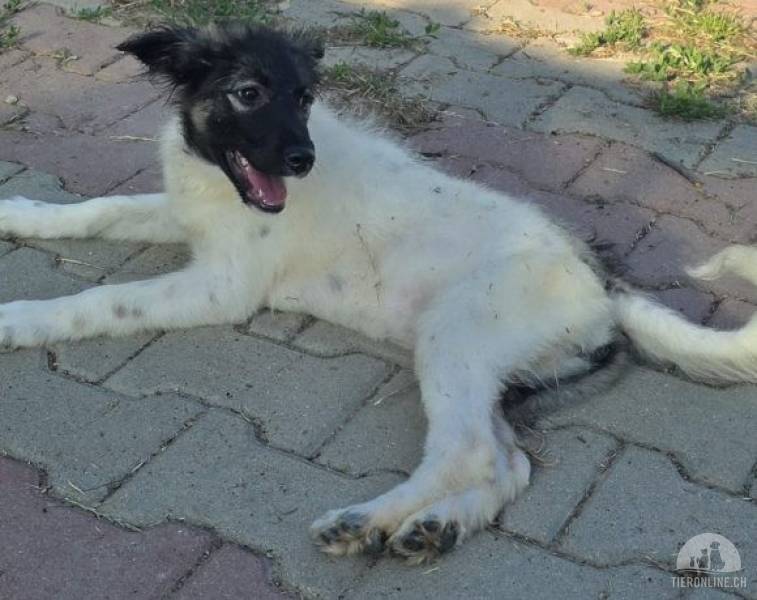 Hunde Ausland