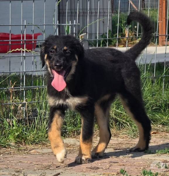 Hunde Ausland