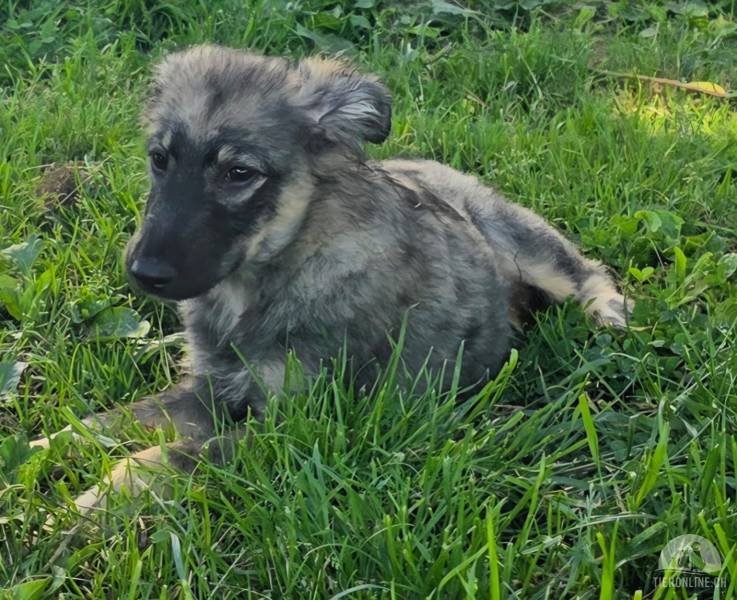 Hunde Ausland