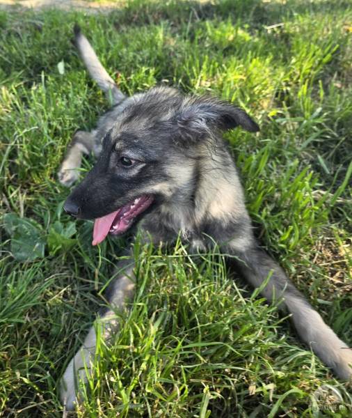 Hunde Ausland
