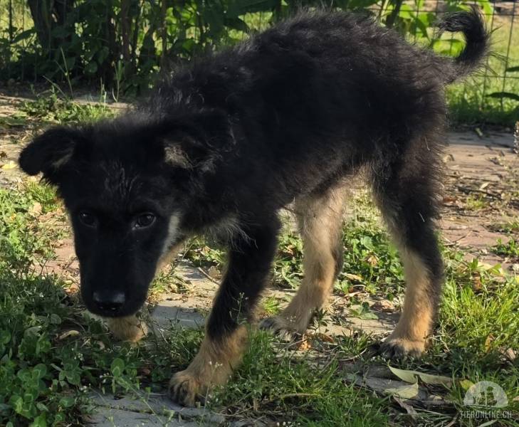 Hunde Ausland