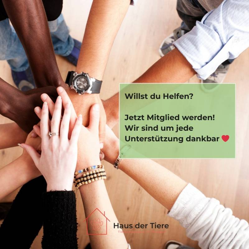 Freiwillige Helfer - Praktikum im Tierschutz