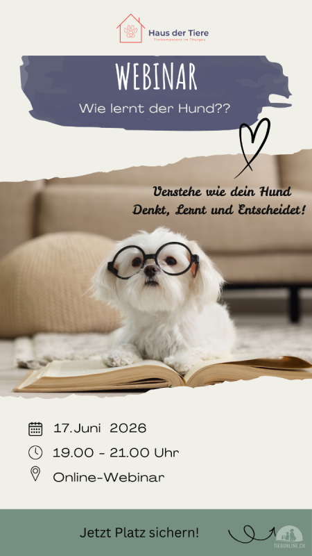 Webinar - Wir lernt der Hund?