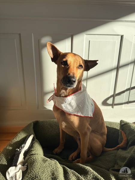 Hunde Schweiz