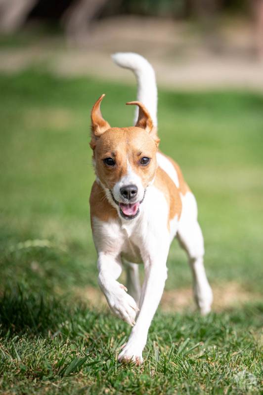 CAISY, freundlicher Terrier-Sturkopf sucht aktive Menschen