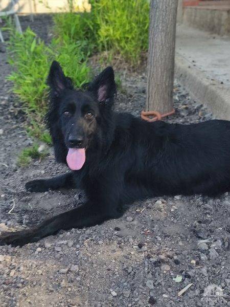 Hunde Ausland