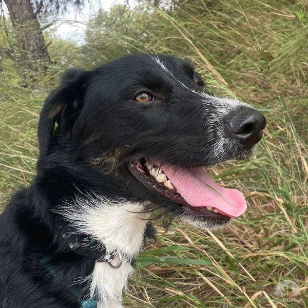 Hunde Ausland